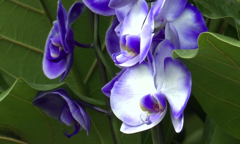 Sosnowiec: XXI Dni Orchidei i Roślin Egzotycznych