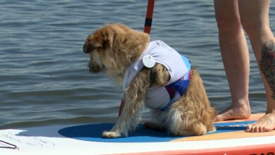 Silesia SUP Cup w Dąbrowie Górniczej