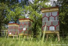 Będzie miejskie miodobranie w Tychach. Fot. UM Tychy