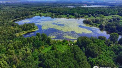 Pogoria II. Malownicze miejsce w Dąbrowie Górniczej/fot.UM Dąbrowa Górnicza