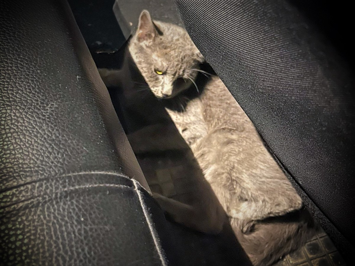 Policjanci z Bytomia uratowali potrąconego kota. Fot. KMP w Bytomiu