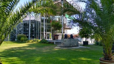 Po wakacyjnej przerwie wraca Palmiarnia w Gliwicach. Fot. UM Gliwice