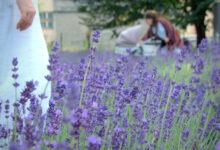 Katowice będą sadzić lawendę. Fot. UM Katowice