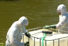 Złota alga. Eksperyment naukowców