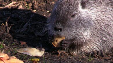 Co z azylami dla nutrii? GDOŚ wydała komunikat