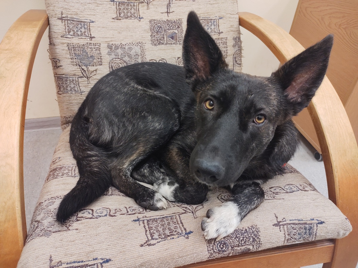 Bytom: Zgubił swojego opiekuna/fot.Śląska Policja