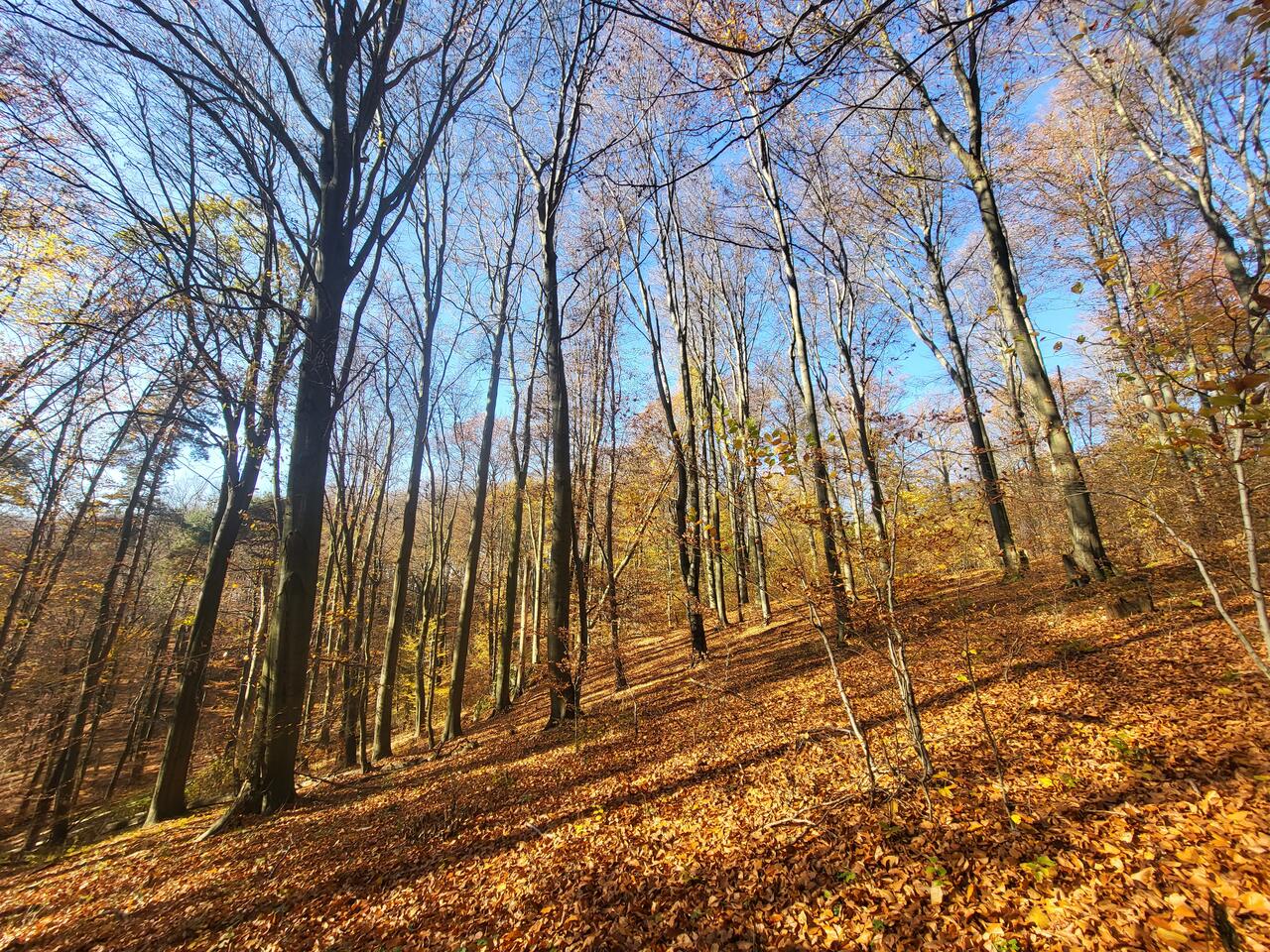 Góry Gorzkowskie Babski Las