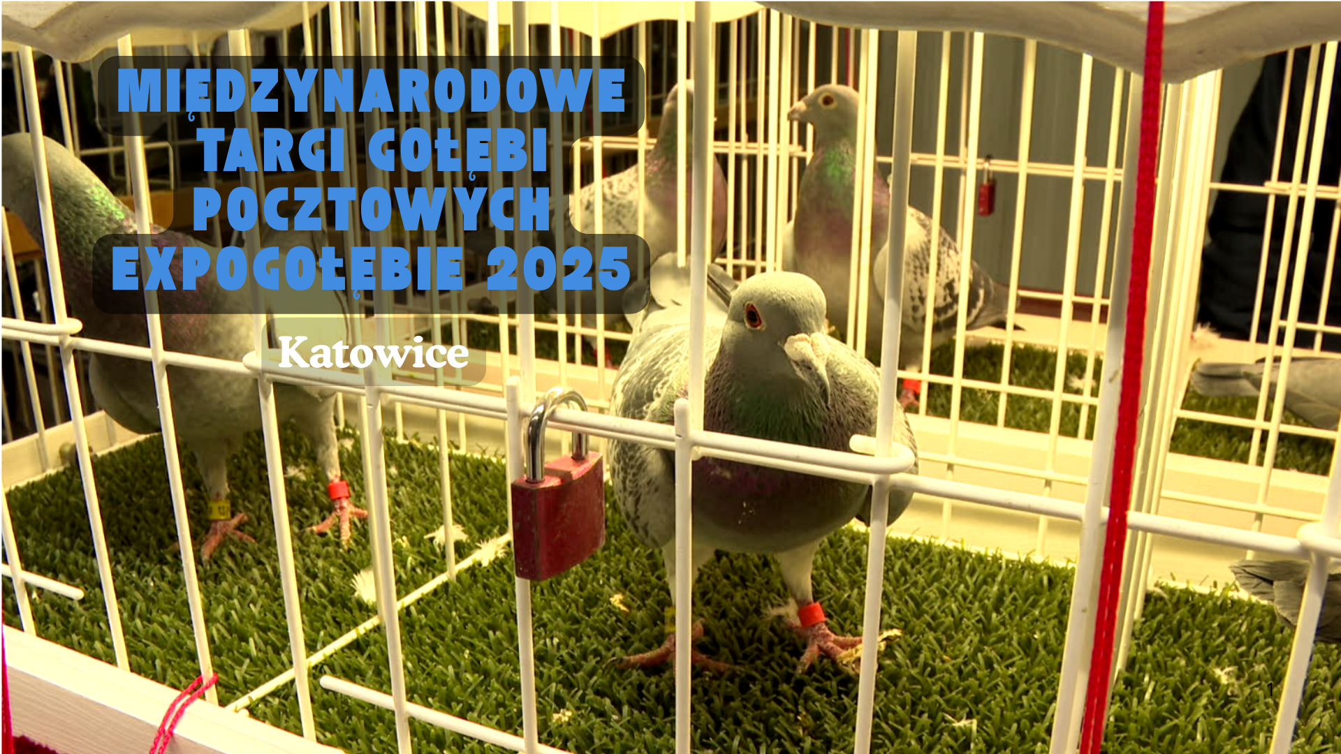 Międzynarodowe Targi Gołębi Pocztowych EXPOGołębie 2025