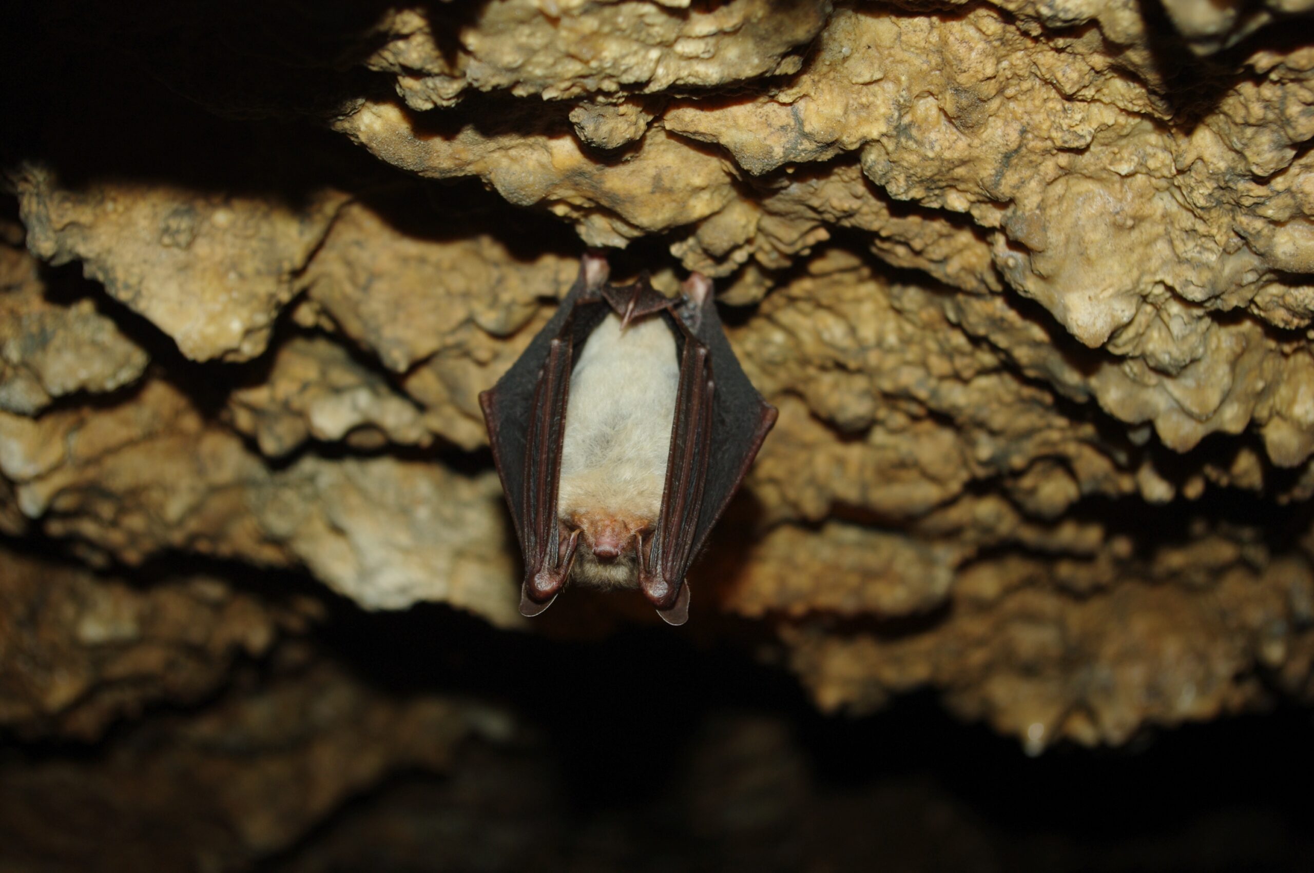 nocek duży Myotis myotis