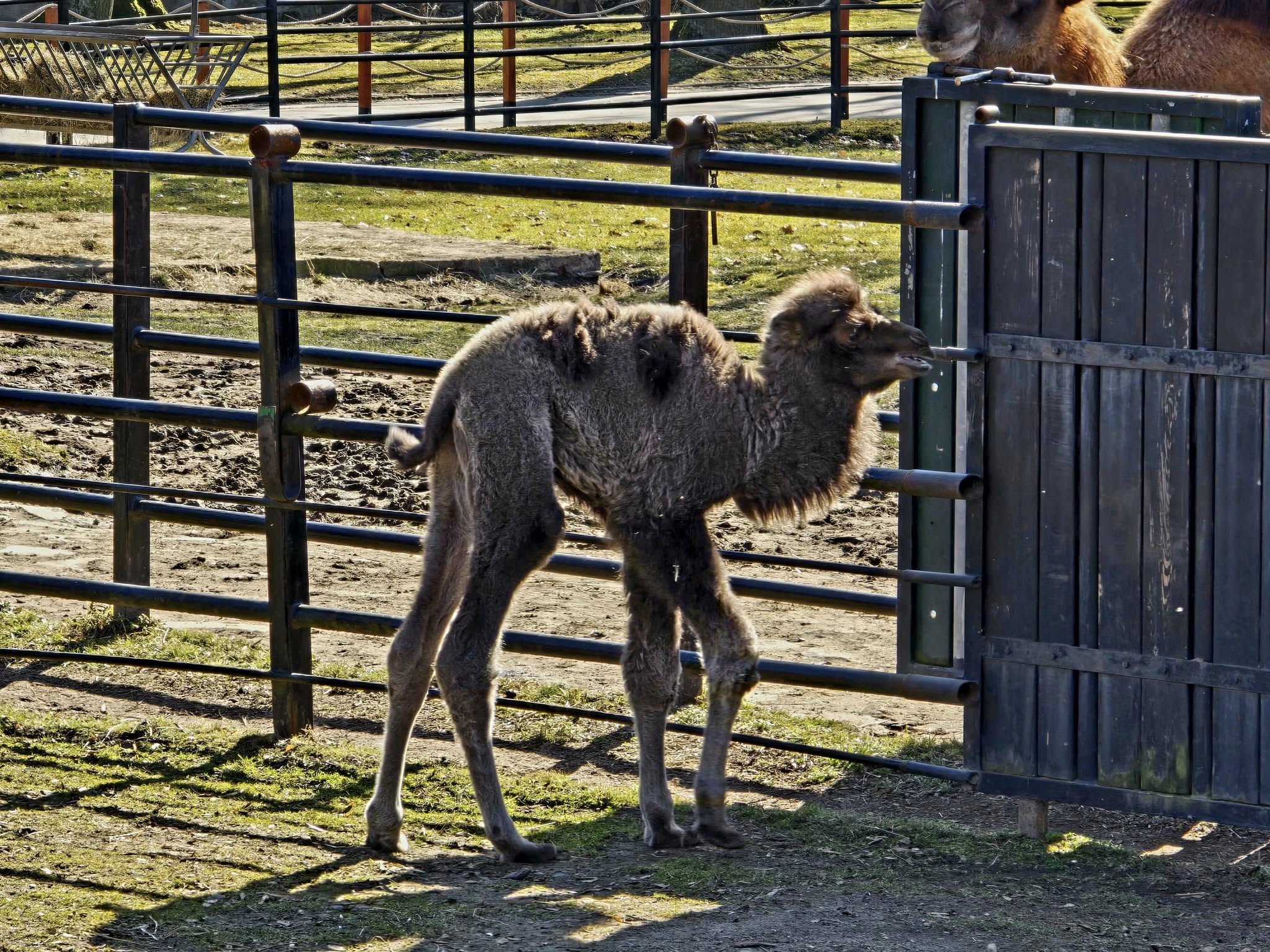 nowy wielbłąd w chorzowskim zoo