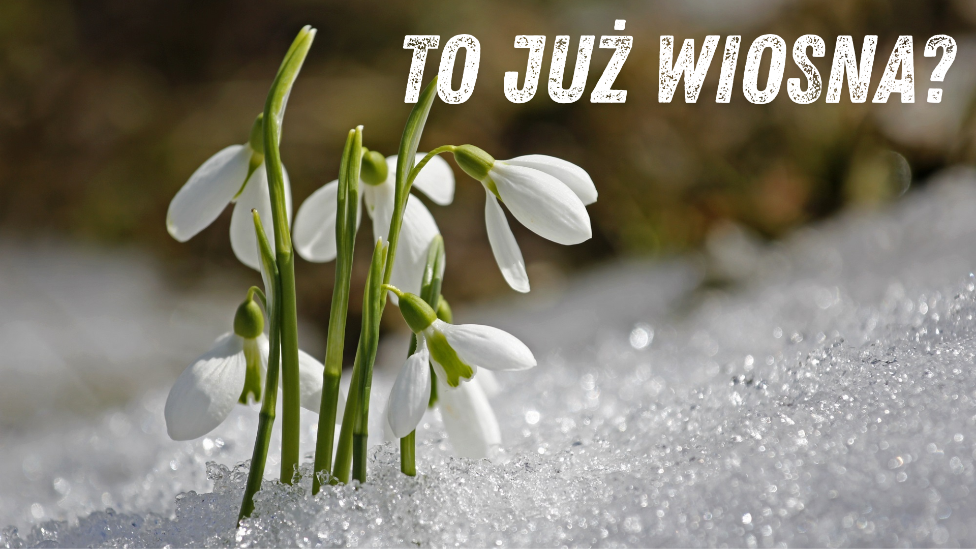 meteorologiczna wiosna