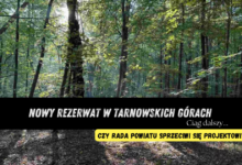 park repecki w Tarnowskich Górach