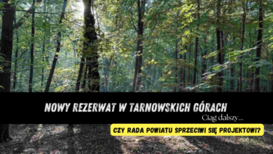 park repecki w Tarnowskich Górach