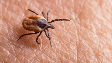 Kleszczowe zapalenie mózgu