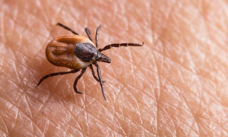 Kleszczowe zapalenie mózgu