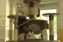 pawilon dla kotów Katowice - koty na drapaku