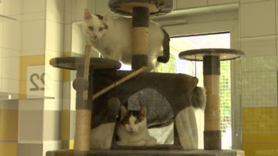 pawilon dla kotów Katowice - koty na drapaku