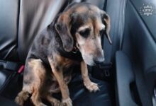 właściciel psa Mysłowice