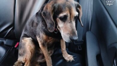 właściciel psa Mysłowice