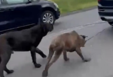 ciągnął psy za samochodem - psy na sznurku ciągnięte przez samochód