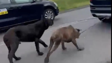 ciągnął psy za samochodem - psy na sznurku ciągnięte przez samochód