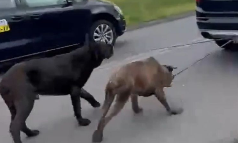 ciągnął psy za samochodem - psy na sznurku ciągnięte przez samochód