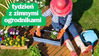 prognoza pogody zimni ogrodnicy kobieta sadzi kwiaty w doniczce