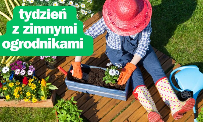 prognoza pogody zimni ogrodnicy kobieta sadzi kwiaty w doniczce