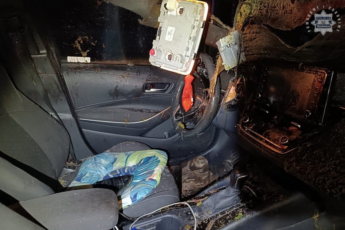 Śmierć łosia na S1! Nocny koszmar na trasie Mysłowice–Tychy