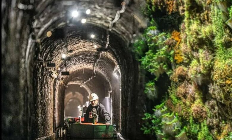 Sztolnia Królowa Luiza Zabrze