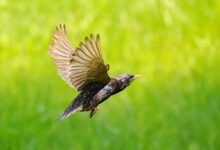 spacer ornitologiczny Chorzów