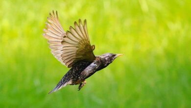 spacer ornitologiczny Chorzów