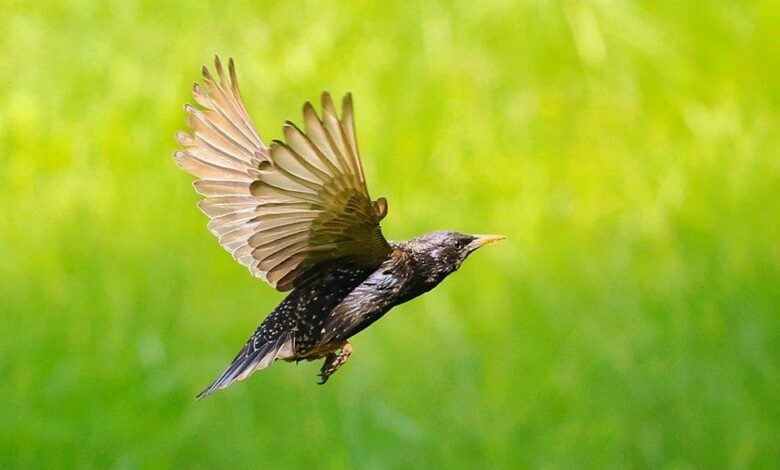 spacer ornitologiczny Chorzów