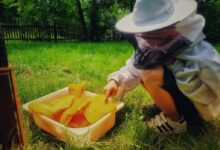 Dzień Miodu w Chorzowskim Skansenie