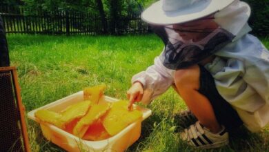 Dzień Miodu w Chorzowskim Skansenie