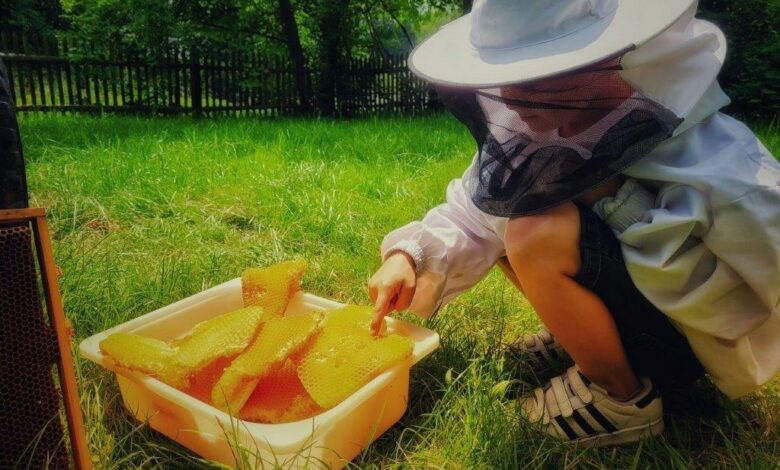 Dzień Miodu w Chorzowskim Skansenie