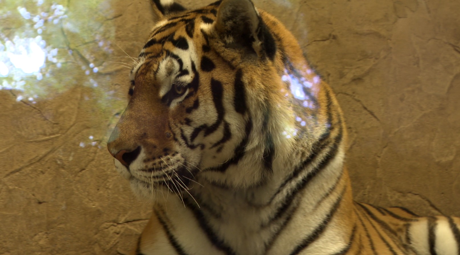 Nowy mieszkaniec w zoo w Chorzowie – tygrys Tiber