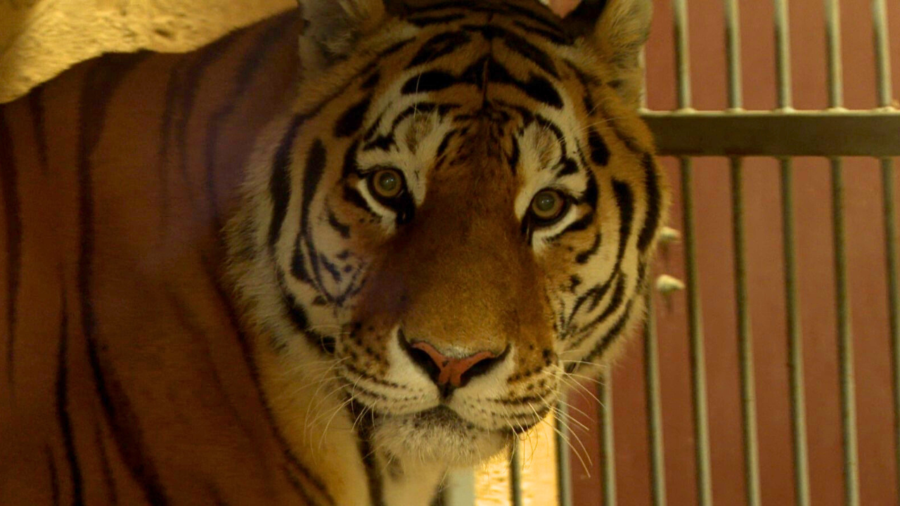 TYGRYS W ZOO