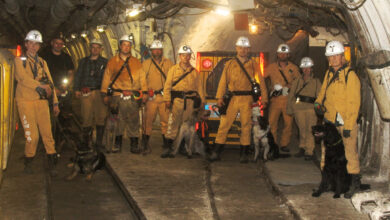 psy ratownicze w kopalni Pniówek z trenerami