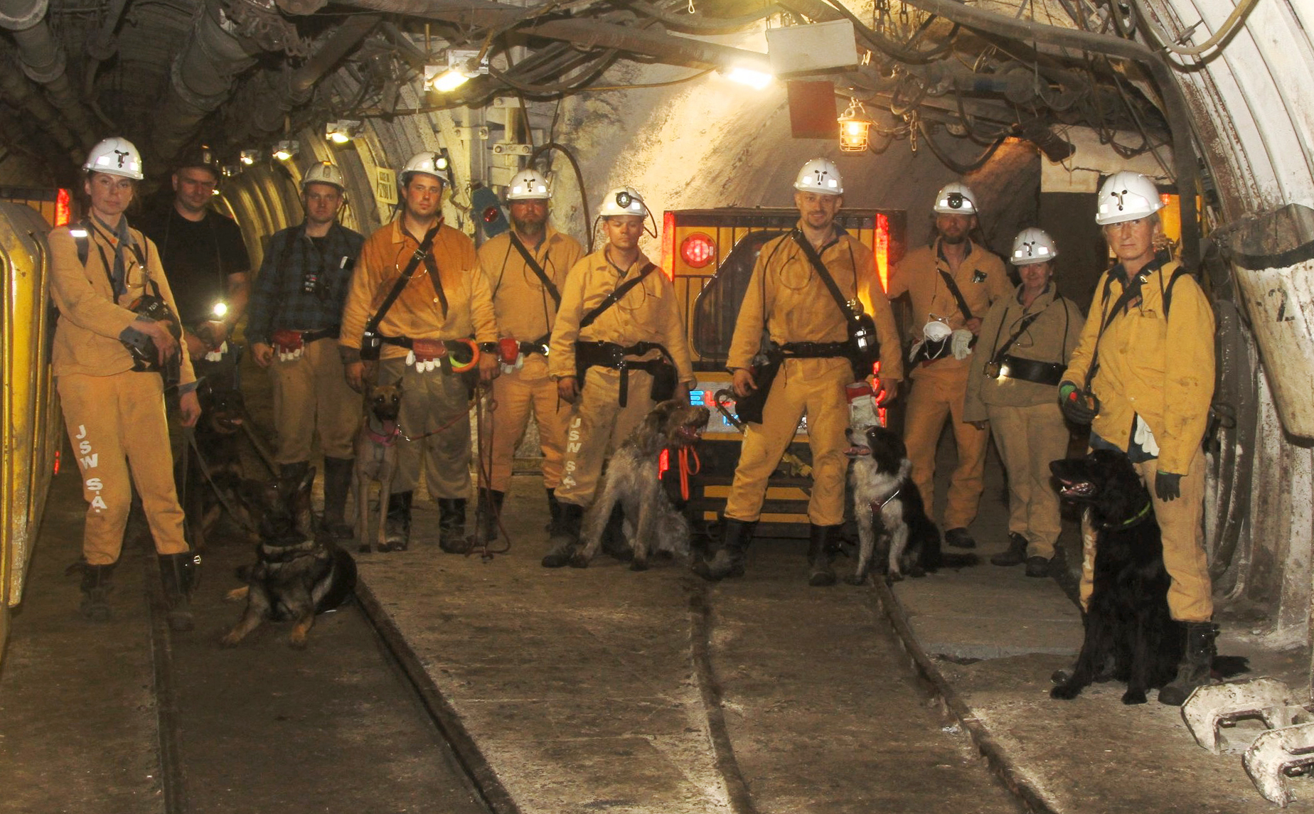 Psy zeszły 700 metrów pod ziemię! „Obwąchać” kopalnię Pniówek