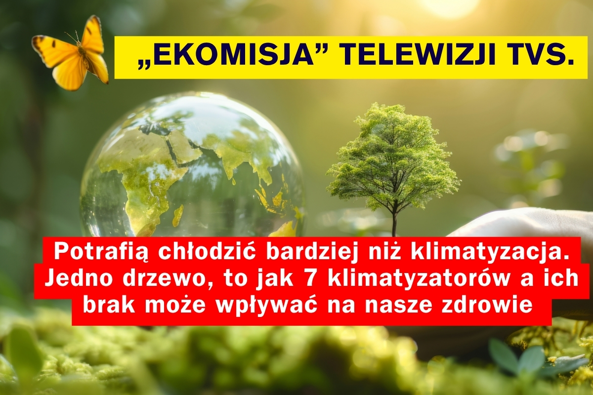„Ekomisja” wraca z nowym odcinkiem! W roli głównej – drzewa, edukacja i bezpieczeństwo