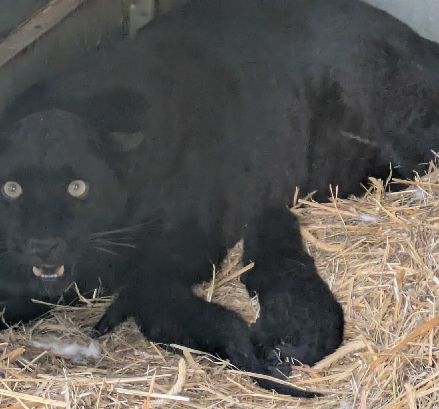 Czarne lamparty z ZOO Borysew doczekały się potomstwa