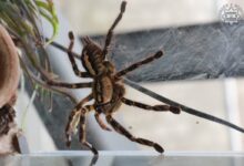 Egzotyczny pająk plecie sieć