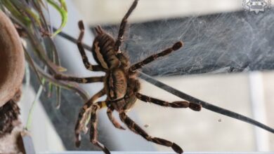 Egzotyczny pająk plecie sieć