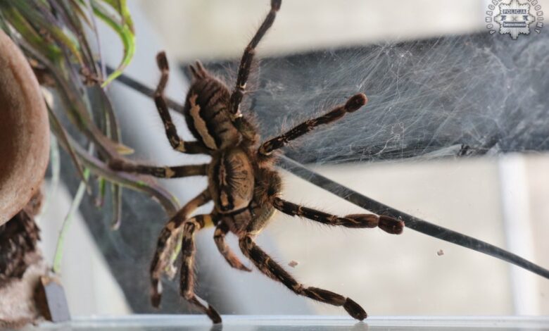 Egzotyczny pająk plecie sieć