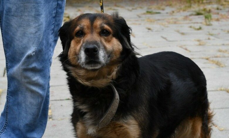 porzucenie psa w Świętochłowicach - zdjecie psa