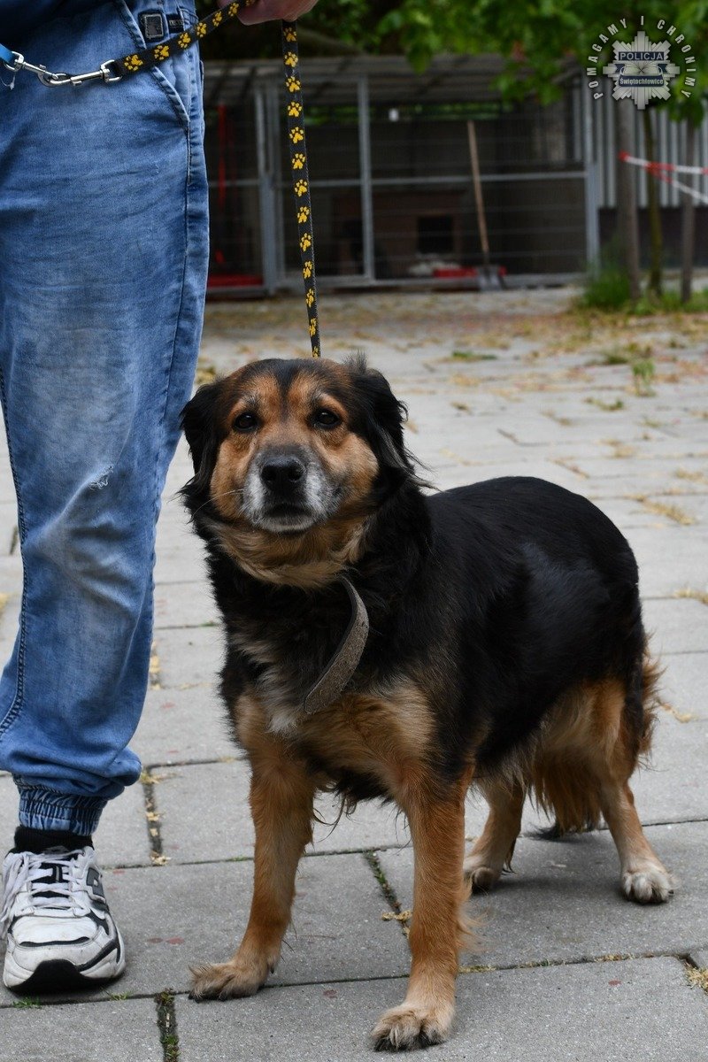 Wideo: porzucił psa na ruchliwym skrzyżowaniu. 37-latkowi ze Świętochłowic grozi więzienie!