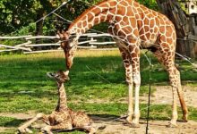 żyrafy, śląskie zoo, Śląski Ogród Zoologiczny