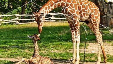 żyrafy, śląskie zoo, Śląski Ogród Zoologiczny