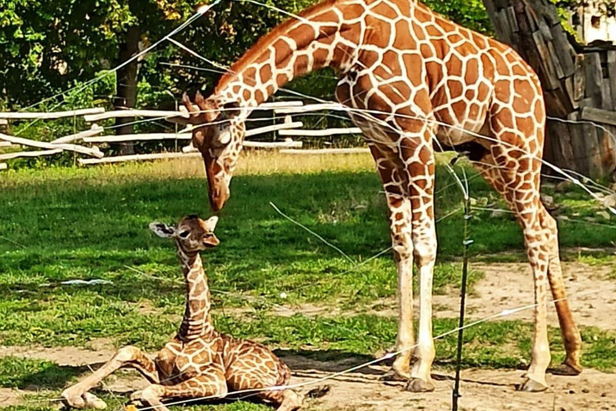 Od dziś Śląski Ogród Zoologiczny rozszerza ofertę pokazowych karmień